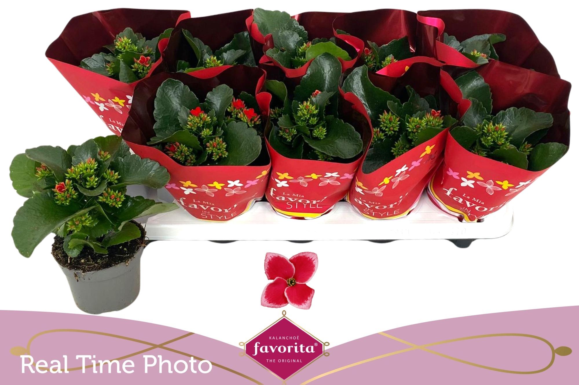 Горшечные цветы и растения оптом Kal En Lipstick от 10шт из Голландии с доставкой по России