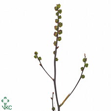Срезанные цветы оптом Crocosmia chasmanthe saturnus berry от 60шт из Голландии с доставкой по России