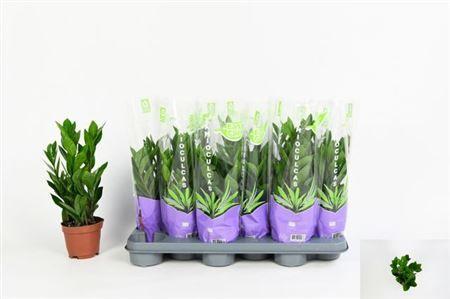 Горшечные цветы и растения оптом Zamio Zamiifolia 4+ от 12шт из Голландии с доставкой по России