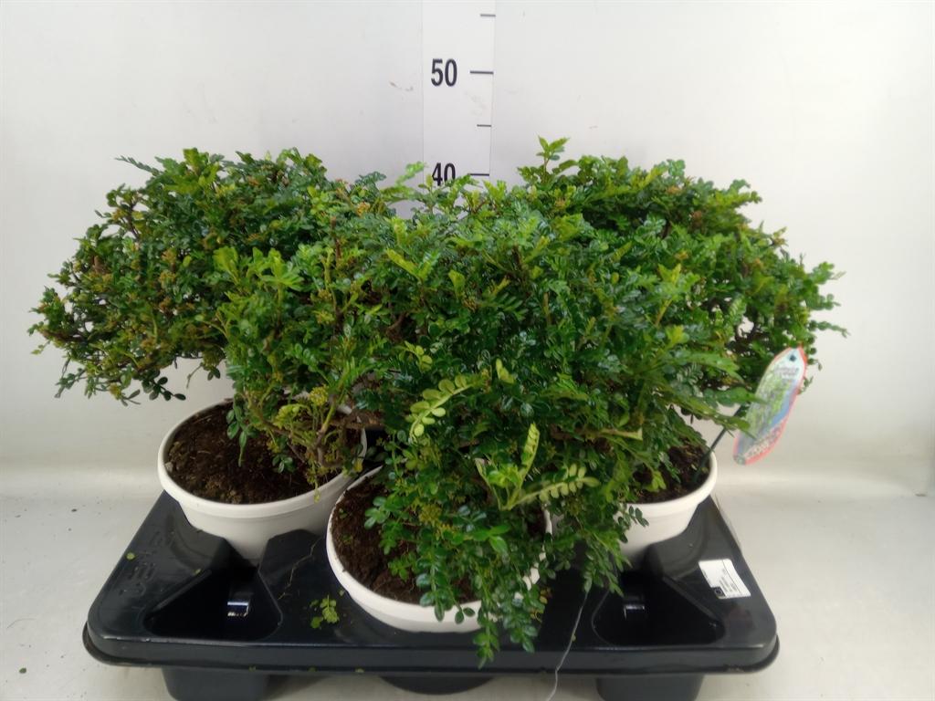 Горшечные цветы и растения оптом Bonsai   ..zanthoxylum Piperitum от 3шт из Голландии с доставкой по России