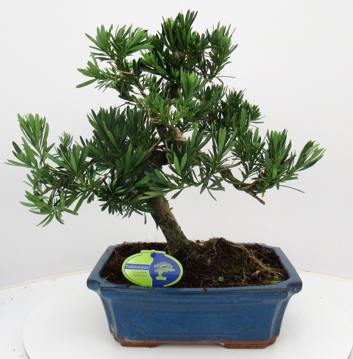 Горшечные цветы и растения оптом Bonsai Podocarpus Macrophylla Shape, Without Dip от 2шт из Голландии с доставкой по России