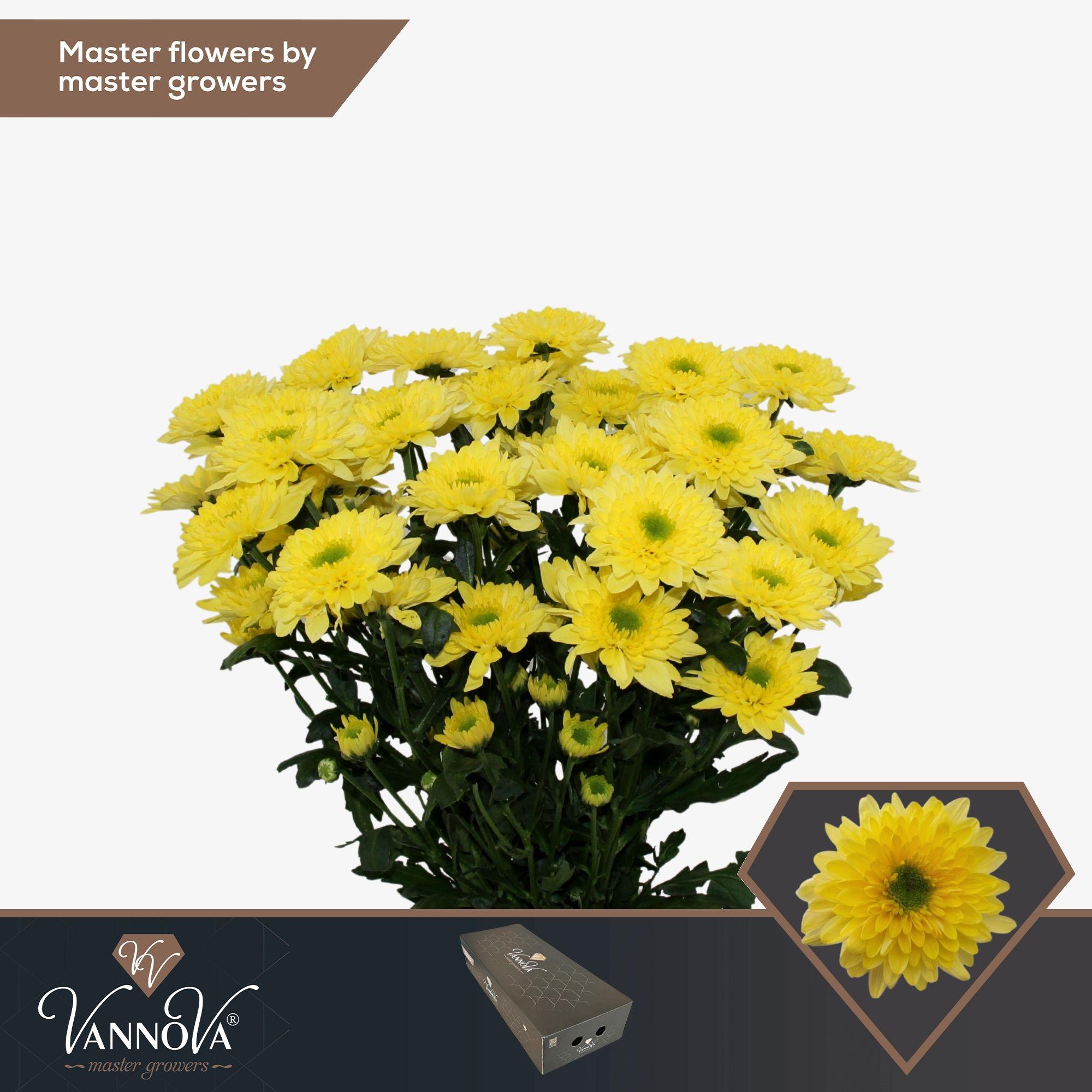 Срезанные цветы оптом Chrys sp commander yellow от 80шт. из Голландии с доставкой по России