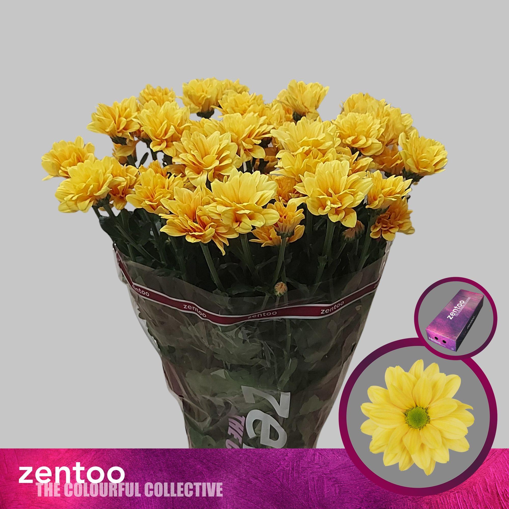 Срезанные цветы оптом Chrys sp babe peach от 160шт из Голландии с доставкой по России