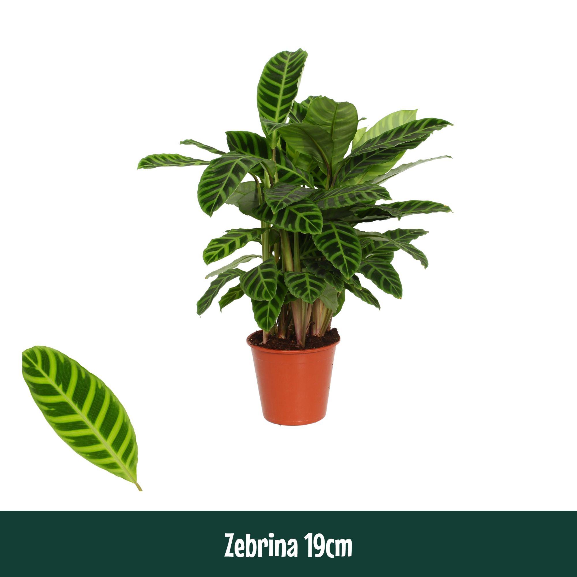 Горшечные цветы и растения оптом Calathea Zebrina от 1шт из Голландии с доставкой по России