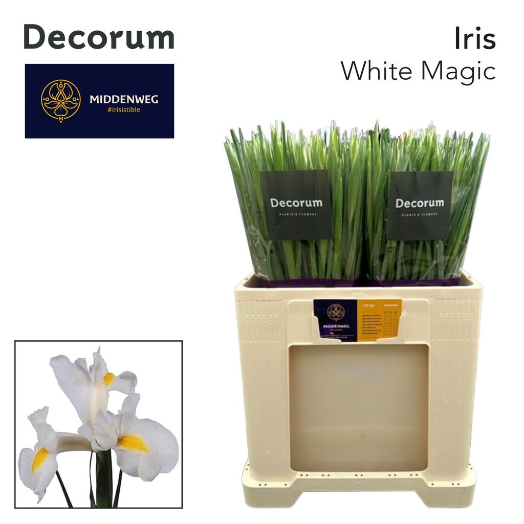 Срезанные цветы оптом Iris white magic от 250шт из Голландии с доставкой по России