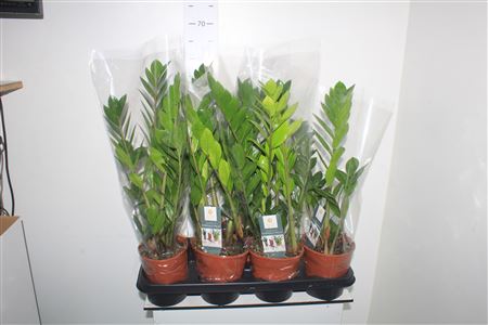 Горшечные цветы и растения оптом Zamio Zamiifolia 4+ * Spring Deal * от 5шт из Голландии с доставкой по России