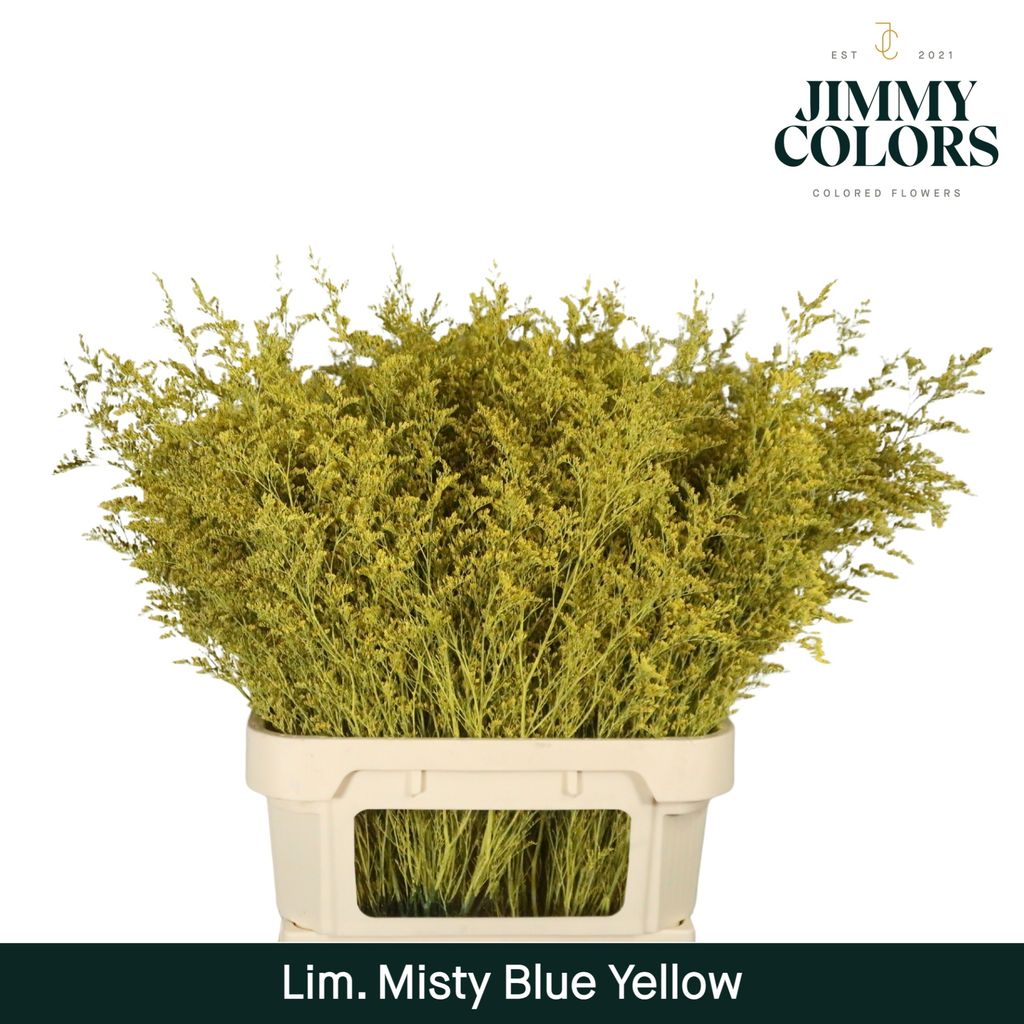 Срезанные цветы оптом Limonium misty blue paint yellow от 50шт из Голландии с доставкой по России