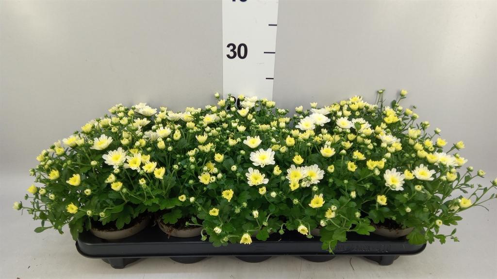 Горшечные цветы и растения оптом Chrysanthemum gardm ...mix от 10шт из Голландии с доставкой по России