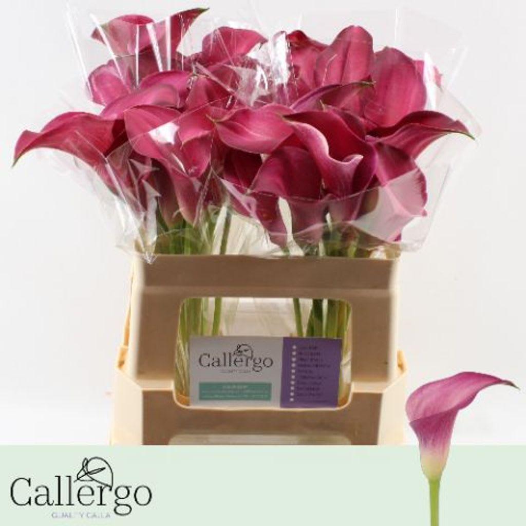 Срезанные цветы оптом Zantedeschia pink jewel от 40шт из Голландии с доставкой по России