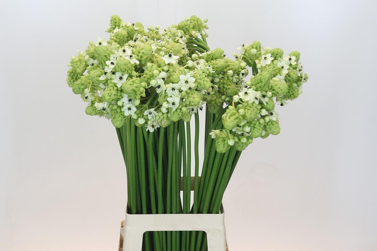 Срезанные цветы оптом Ornithogalum saundersiae от 100шт из Голландии с доставкой по России Срезанные цветы оптом Ornithogalum saundersiae от 100шт из Голландии с доставкой по России