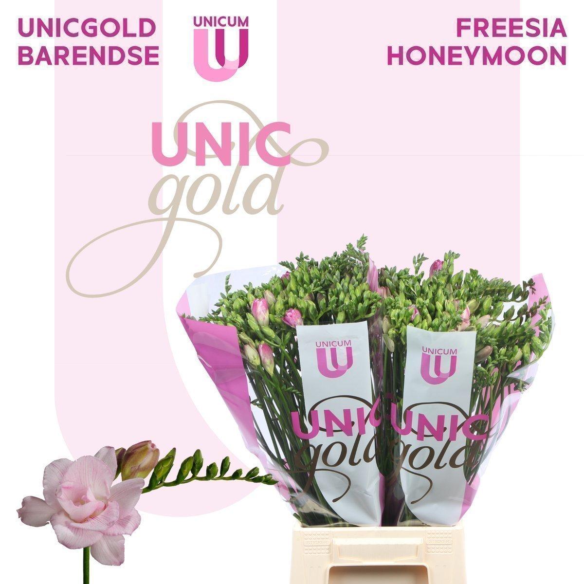 Срезанные цветы оптом Freesia do honeymoon от 50шт из Голландии с доставкой по России