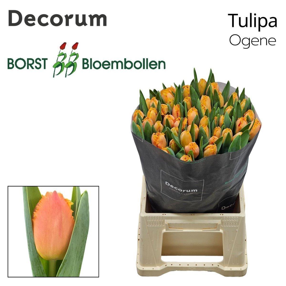 Срезанные цветы оптом Tulipa fr ogene от 200шт из Голландии с доставкой по России