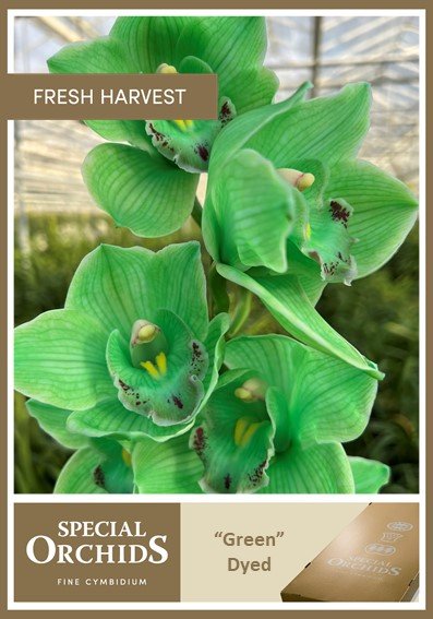 Срезанные цветы оптом Cymbidium paint green от 8шт из Голландии с доставкой по России