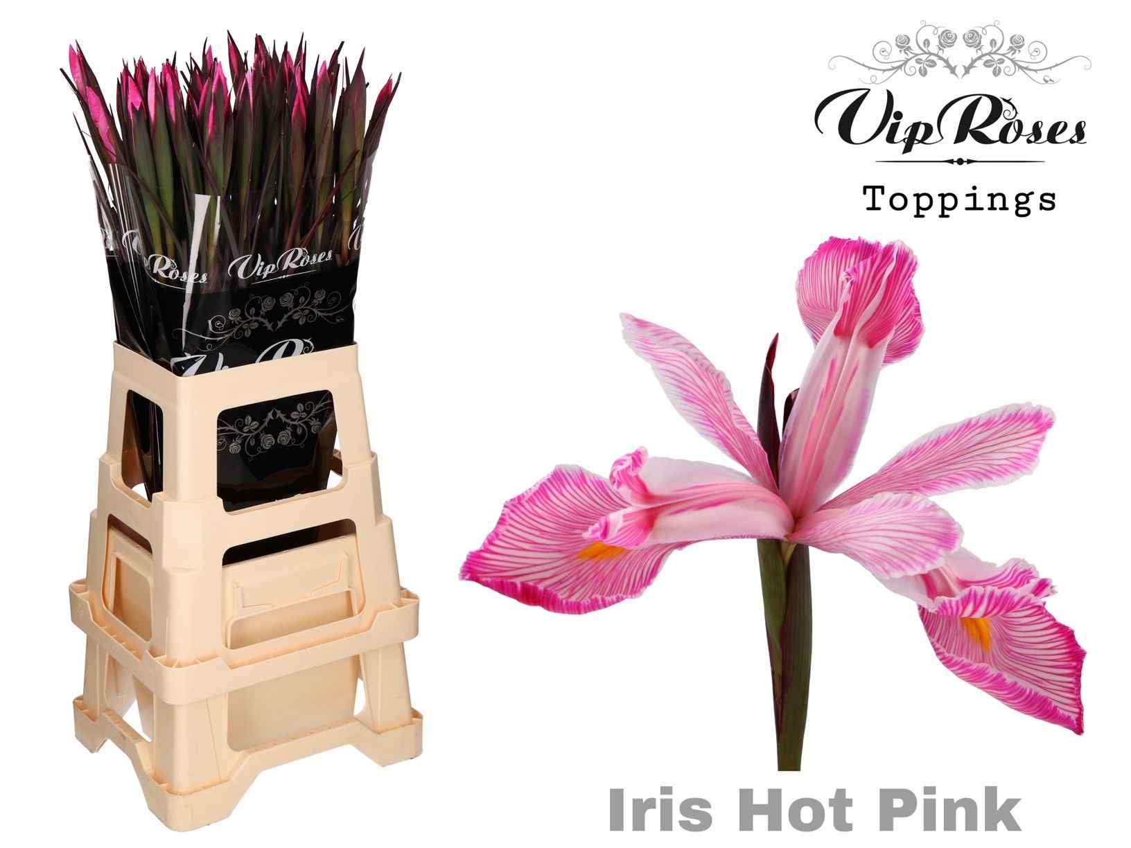 Срезанные цветы оптом Iris paint hot pink от 50шт из Голландии с доставкой по России