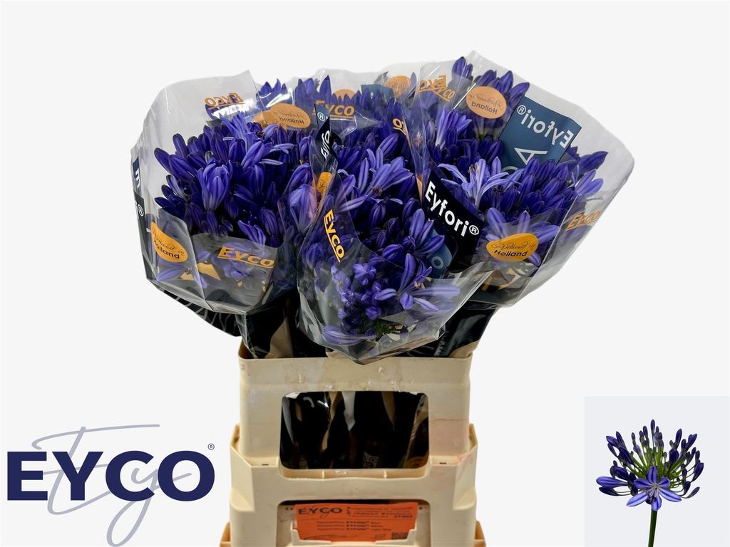 Срезанные цветы оптом Agapanthus atlantic ocean от 50шт из Голландии с доставкой по России