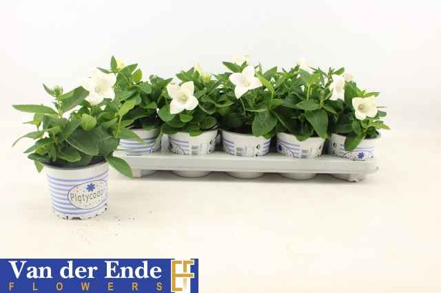 Горшечные цветы и растения оптом Platyco Gr Pst White от 10шт из Голландии с доставкой по России