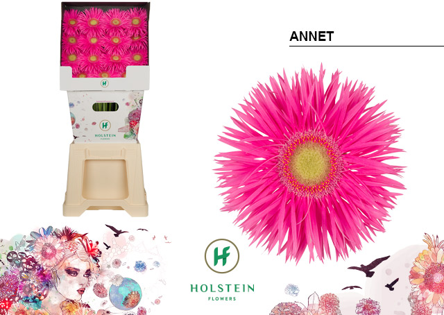 Срезанные цветы оптом Gerbera diamond gerspider anne от 45шт из Голландии с доставкой по России