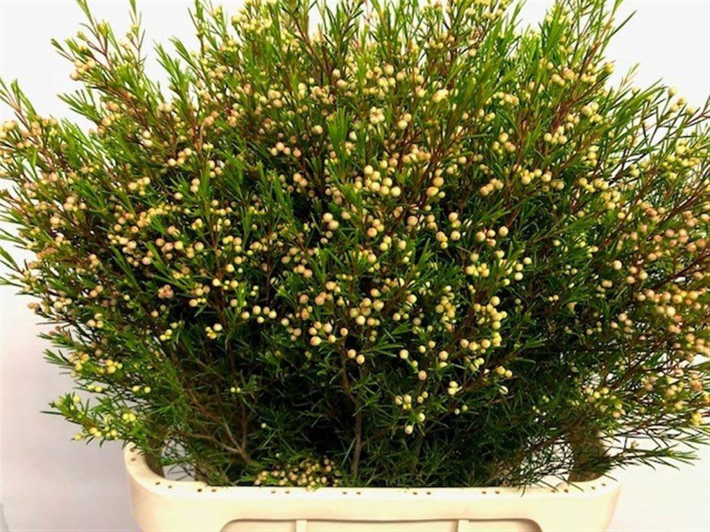 Срезанные цветы оптом Chamelaucium umbrella от 50шт из Голландии с доставкой по России