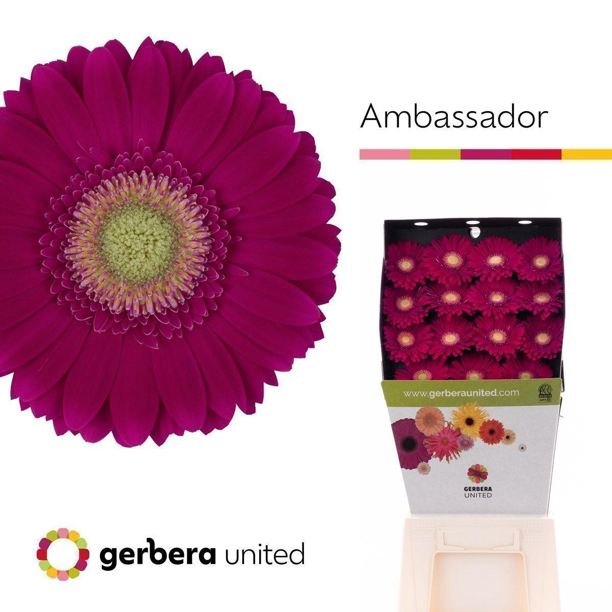 Срезанные цветы оптом Gerbera diamond ambassador от 30шт из Голландии с доставкой по России