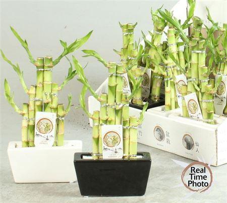 Горшечные цветы и растения оптом Dra Lucky Bamboo Step Stairs от 18шт из Голландии с доставкой по России
