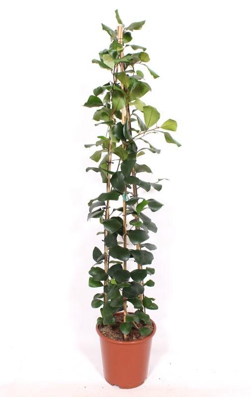Горшечные цветы и растения оптом Ficus Trinova от 1шт из Голландии с доставкой по России