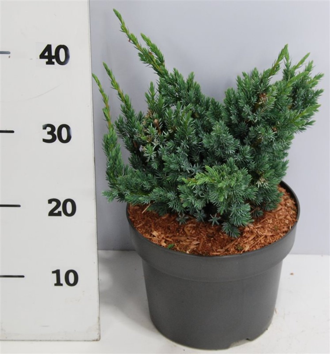 Горшечные цветы и растения оптом Juniperus Squa Meyeri от 1шт из Голландии с доставкой по России