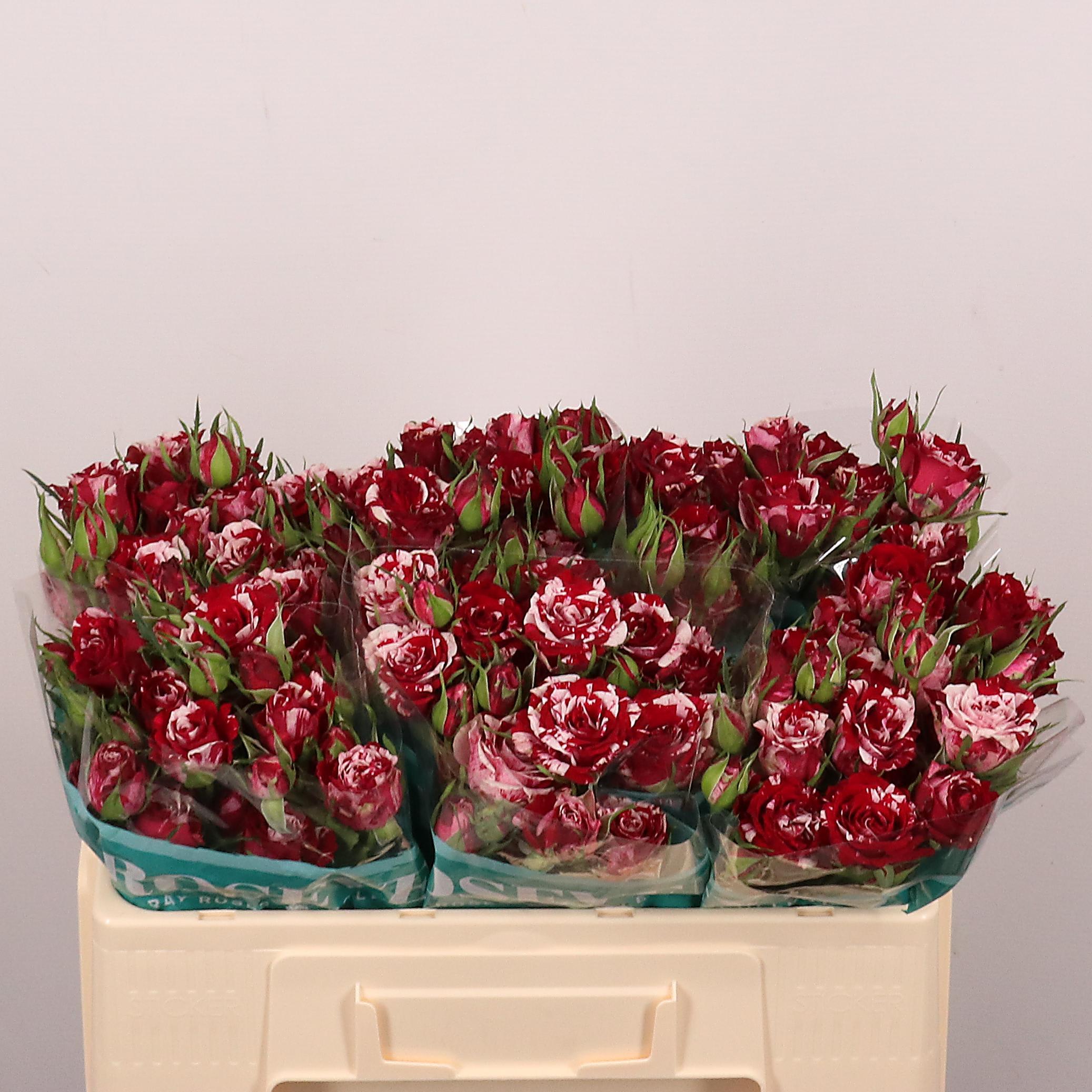 Срезанные цветы оптом Rosa spray от 30шт из Голландии с доставкой по России