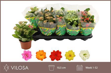 Горшечные цветы и растения оптом Kalanchoe Double Mix, 5 Colours от 10шт из Голландии с доставкой по России