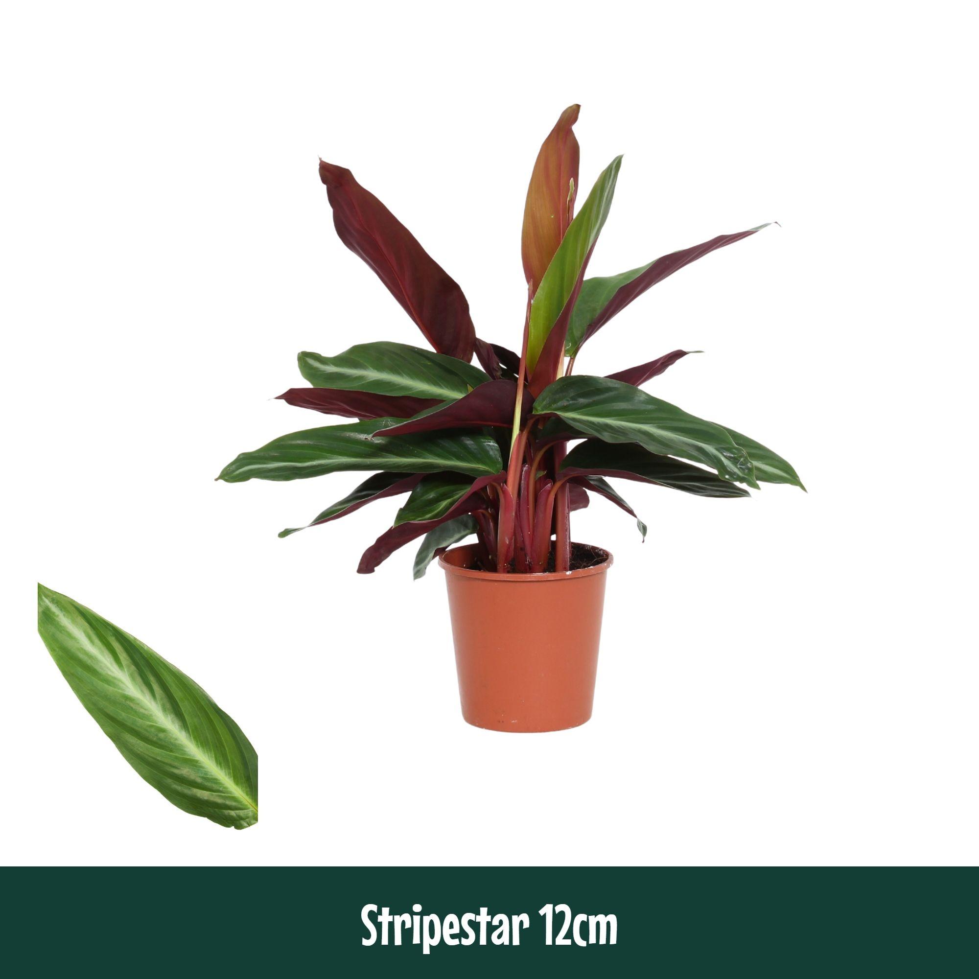 Горшечные цветы и растения оптом Calathea Stripestar от 10шт из Голландии с доставкой по России