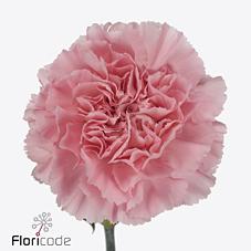 Срезанные цветы оптом Dianthus st julia от 80шт из Голландии с доставкой по России