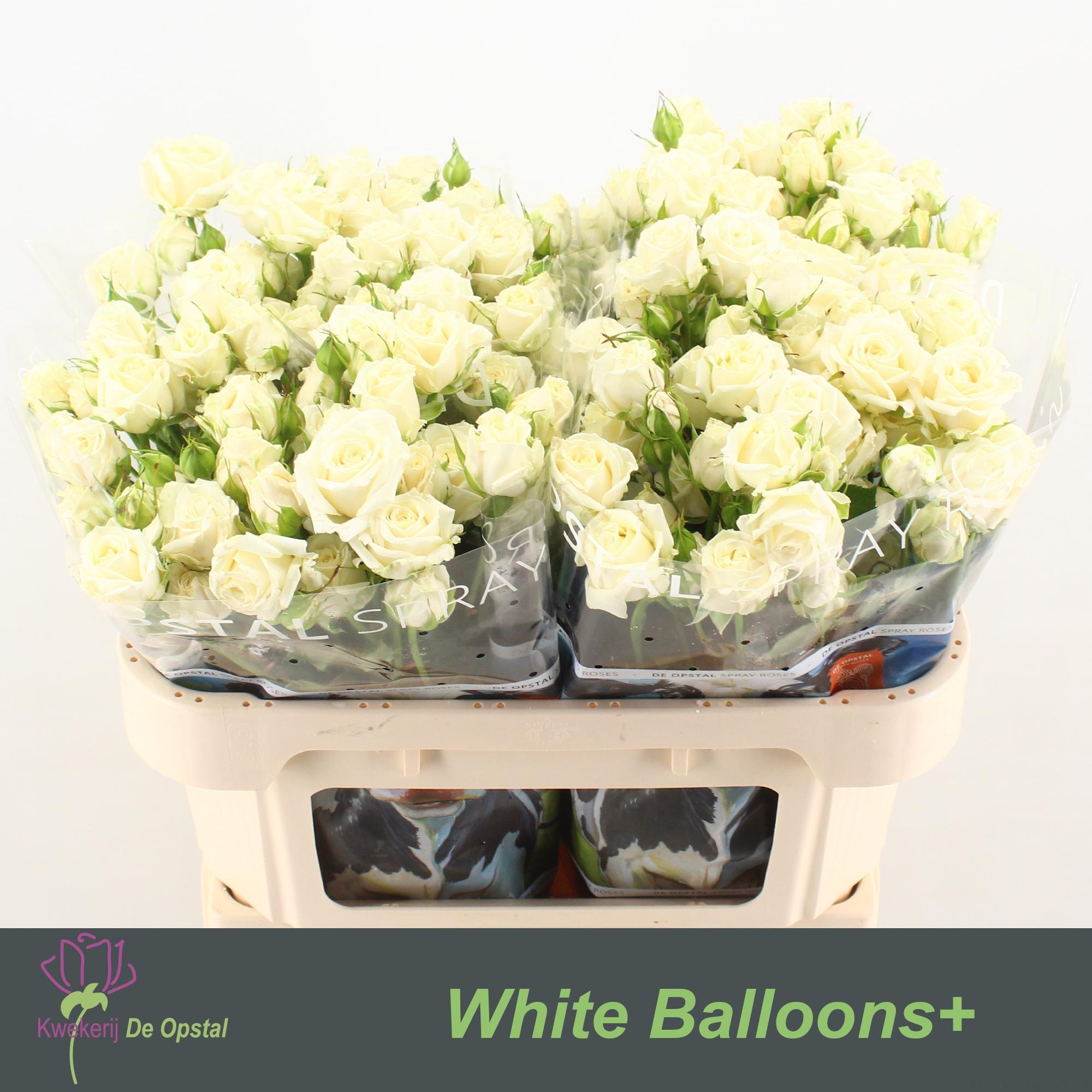 Срезанные цветы оптом Rosa spray white balloons от 30шт из Голландии с доставкой по России