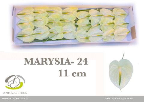 Срезанные цветы оптом Anthurium marysia от 24шт из Голландии с доставкой по России