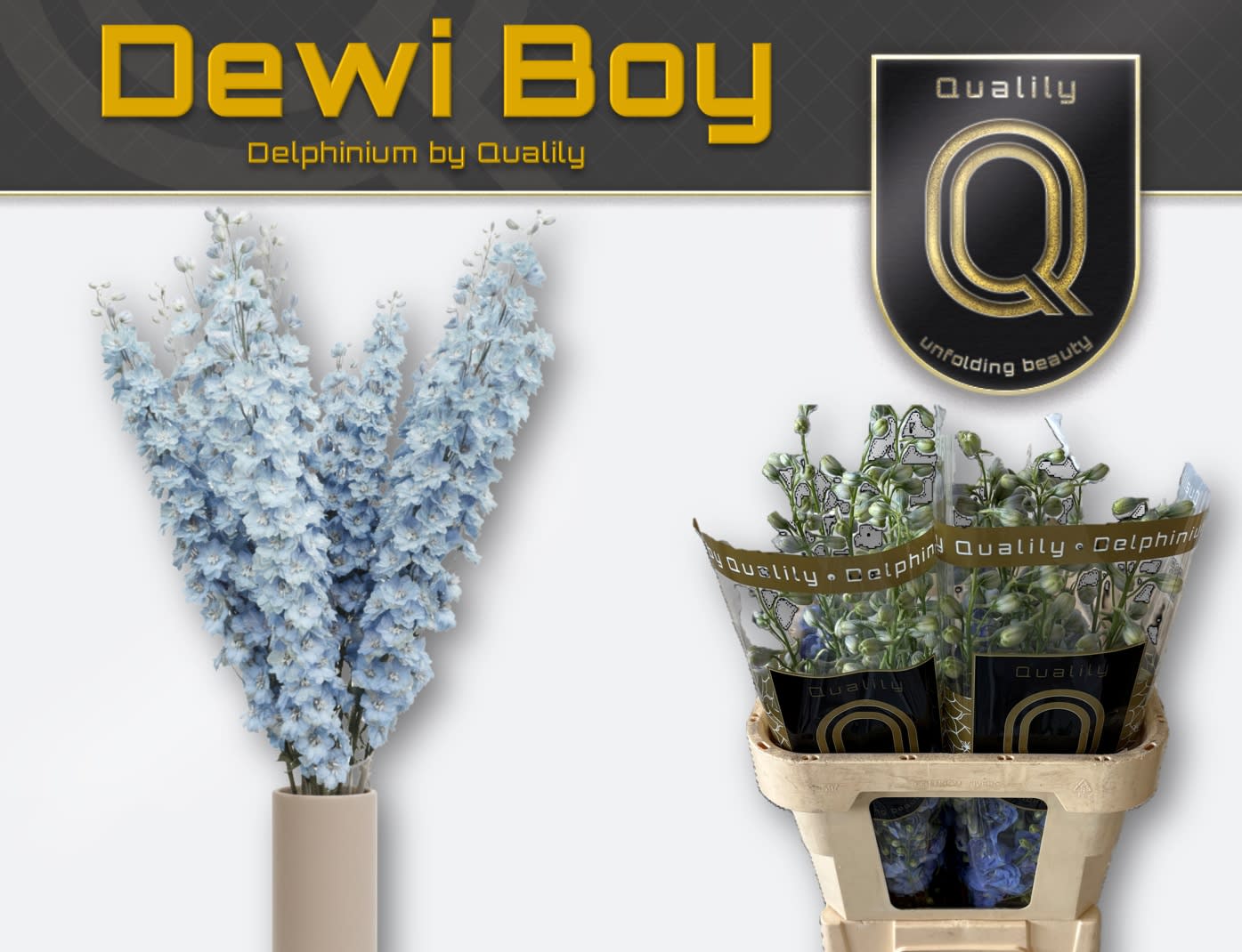 Срезанные цветы оптом Delphinium el dewi boy от 40шт из Голландии с доставкой по России