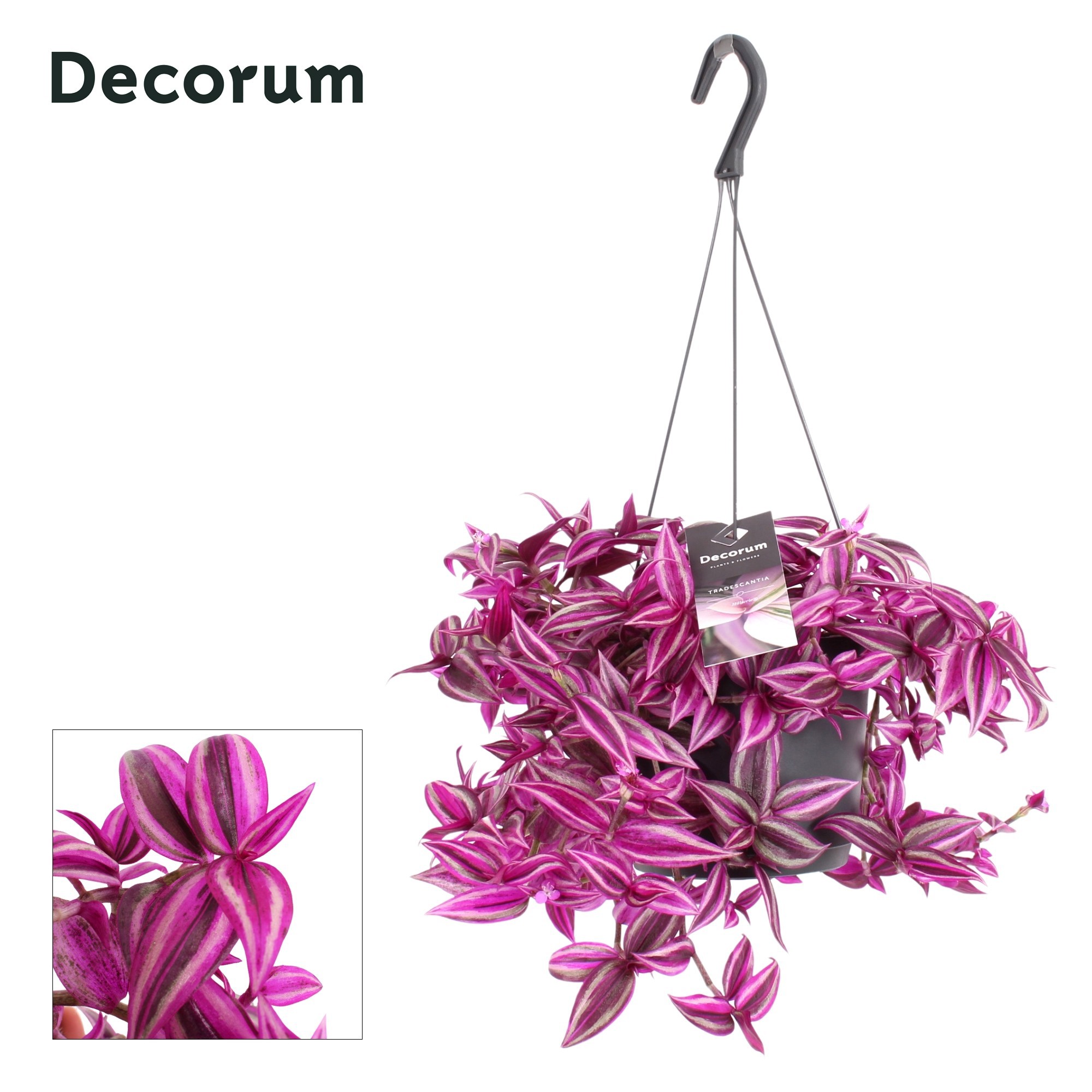 Горшечные цветы и растения оптом Tradescantia Zebrina Pink Paradise от 6шт из Голландии с доставкой по России