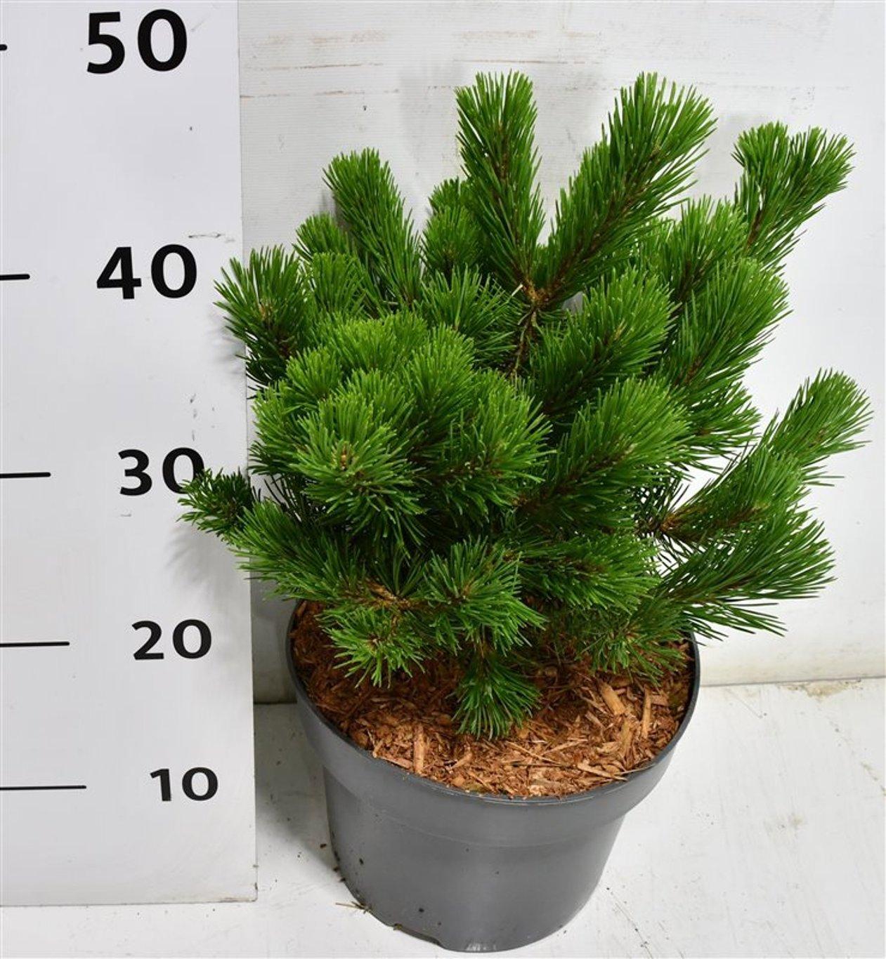 Горшечные цветы и растения оптом Pinus Mugo Mumpitz от 1шт из Голландии с доставкой по России