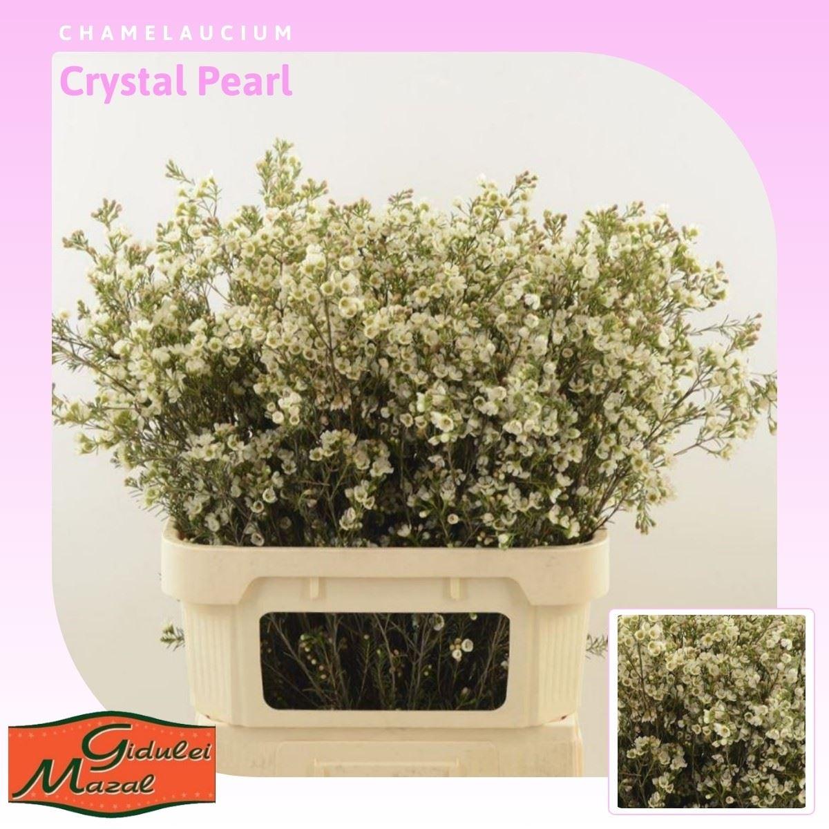 Срезанные цветы оптом Chamelaucium crystal pearl от 75шт из Голландии с доставкой по России