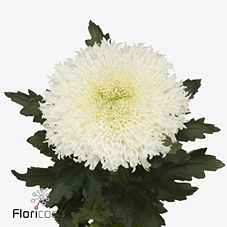 Срезанные цветы оптом Chrys bl etrusko white от 20шт из Голландии с доставкой по России