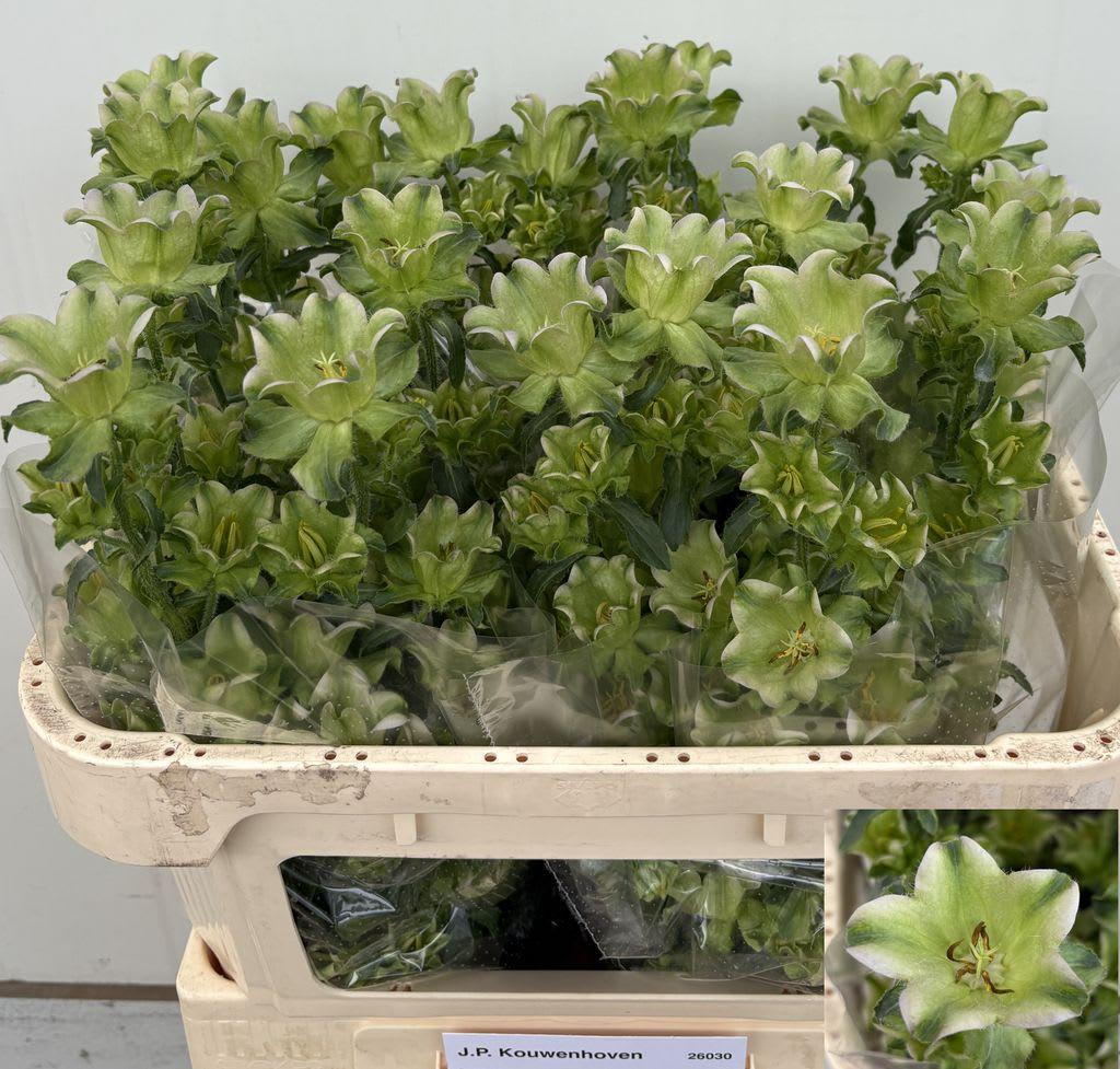 Срезанные цветы оптом Campanula evergeen lavendel от 20шт из Голландии с доставкой по России