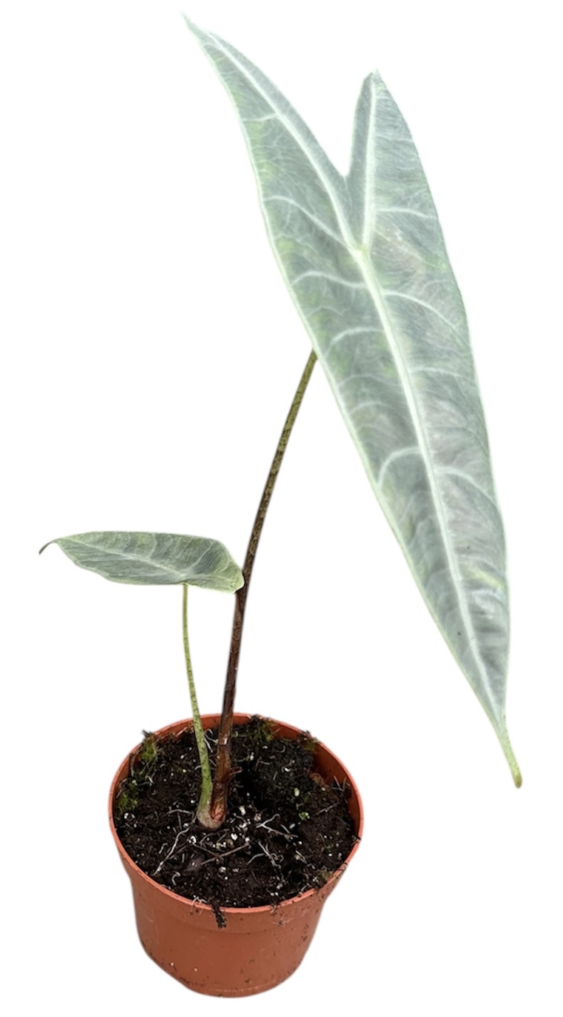 Горшечные цветы и растения оптом Alocasia Longiloba Silver от 1шт (для телеги) из Голландии с доставкой по России
