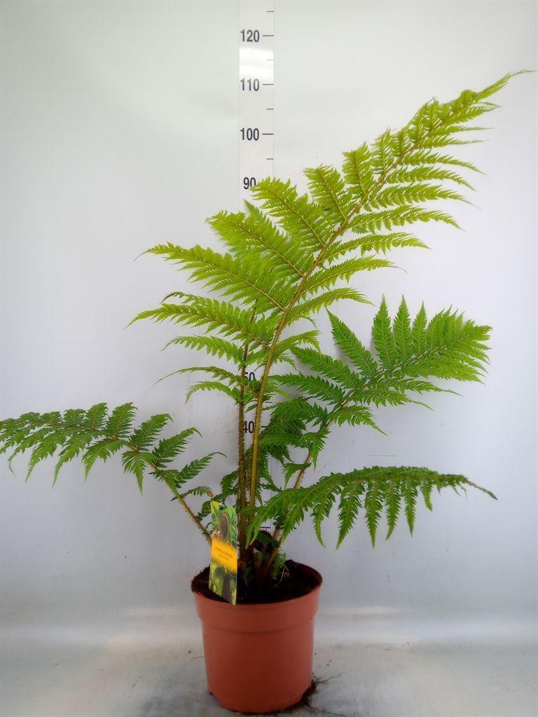 Горшечные цветы и растения оптом Cyathea Cooperi от 1шт из Голландии с доставкой по России