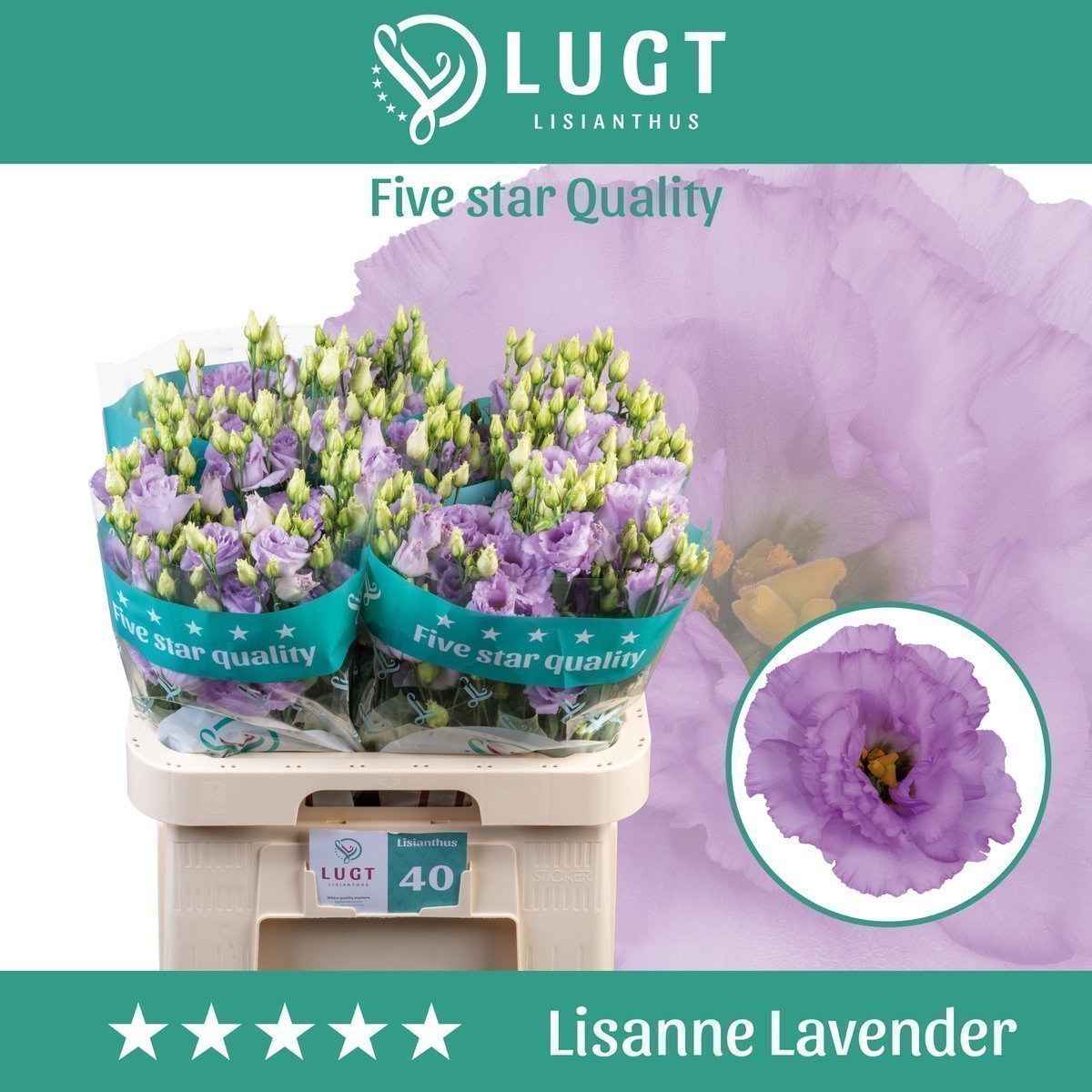 Срезанные цветы оптом Lisianthus do lisanne deep lavender от 40шт из Голландии с доставкой по России