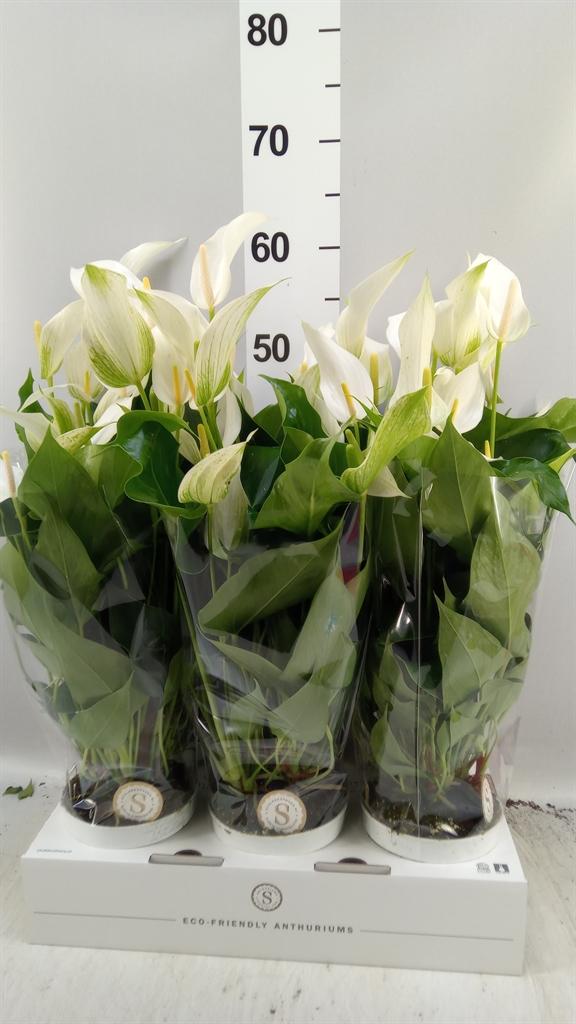Горшечные цветы и растения оптом Anthurium banderola Cava от 6шт из Голландии с доставкой по России