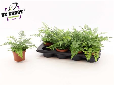 Горшечные цветы и растения оптом Asplenium Parvati от 8шт из Голландии с доставкой по России