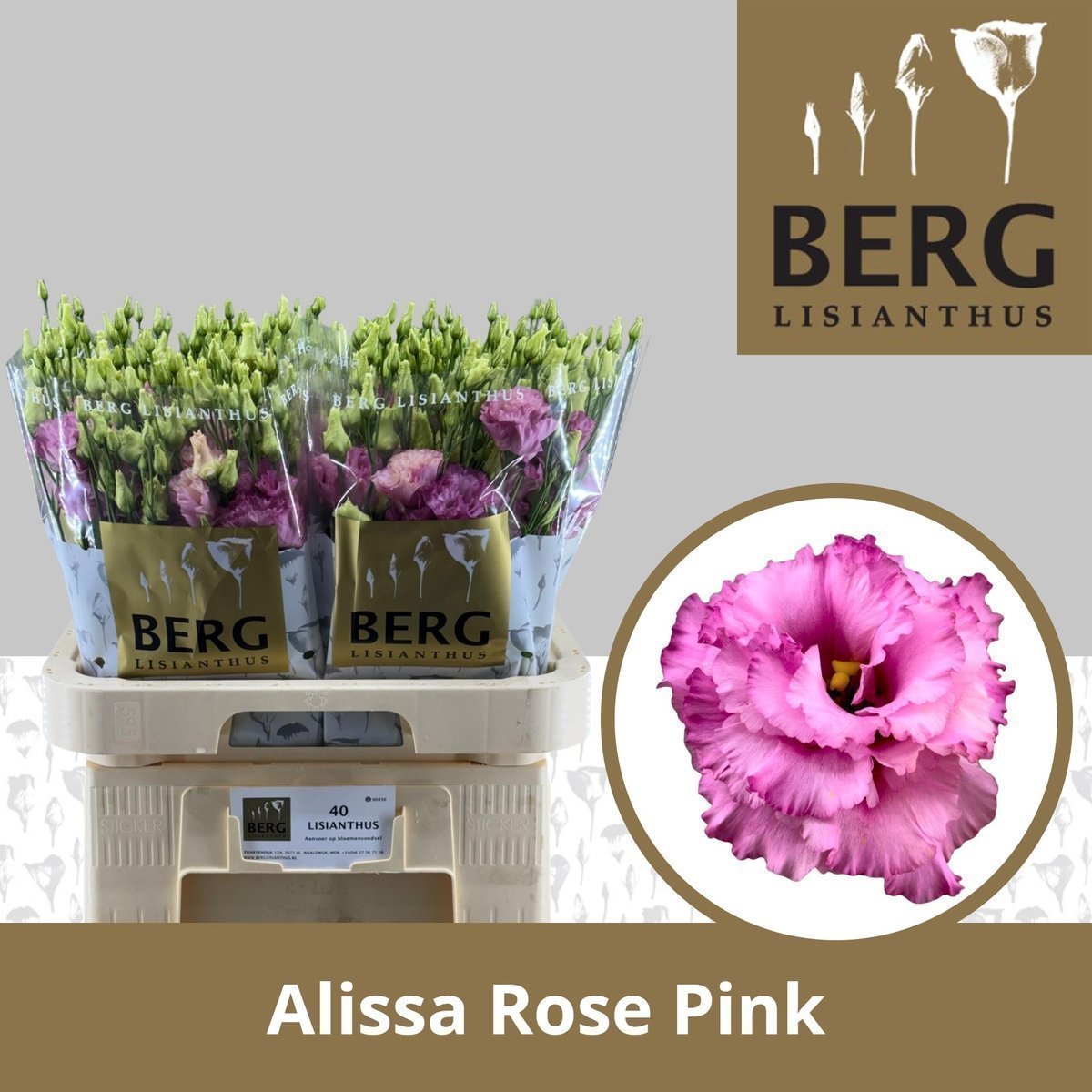 Срезанные цветы оптом Lisianthus do alissa rose pink от 40шт.. из Голландии с доставкой по России