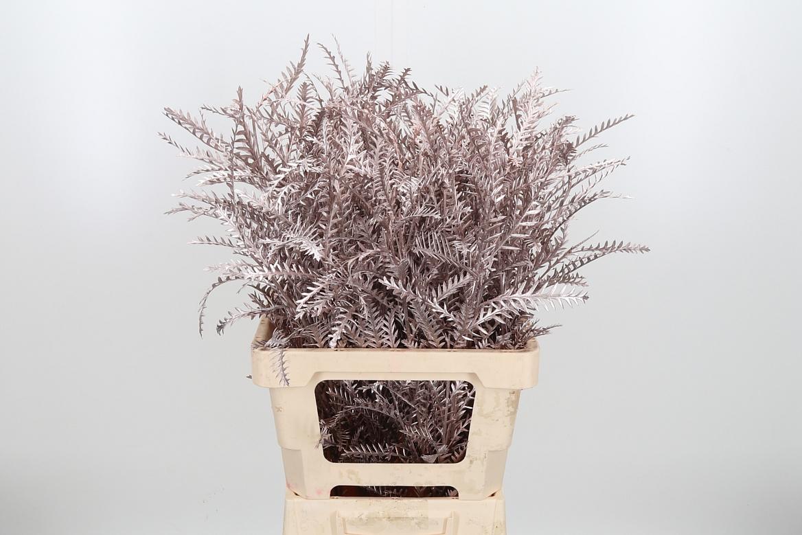 Срезанные цветы оптом Grevillea ivanhoe paint champagne от 50шт из Голландии с доставкой по России