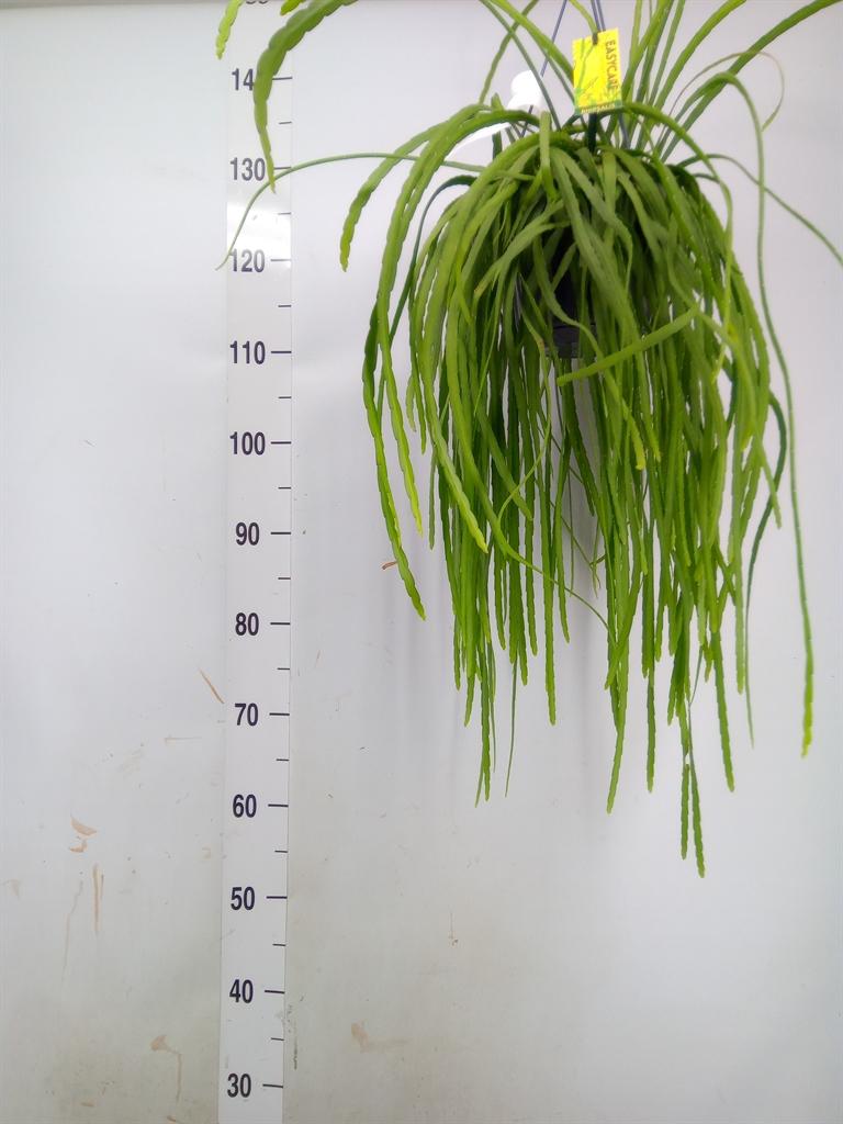 Горшечные цветы и растения оптом Lepismium Bolivianum от 1шт из Голландии с доставкой по России