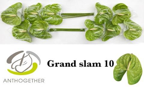 Срезанные цветы оптом Anthurium grand slam от 10шт. из Голландии с доставкой по России
