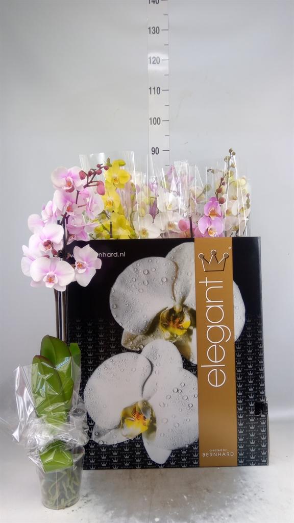 Горшечные цветы и растения оптом Phalaenopsis   ...mix  8 от 12шт из Голландии с доставкой по России