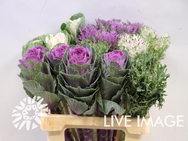 Срезанные цветы оптом Brassica mix nature от 20шт из Голландии с доставкой по России
