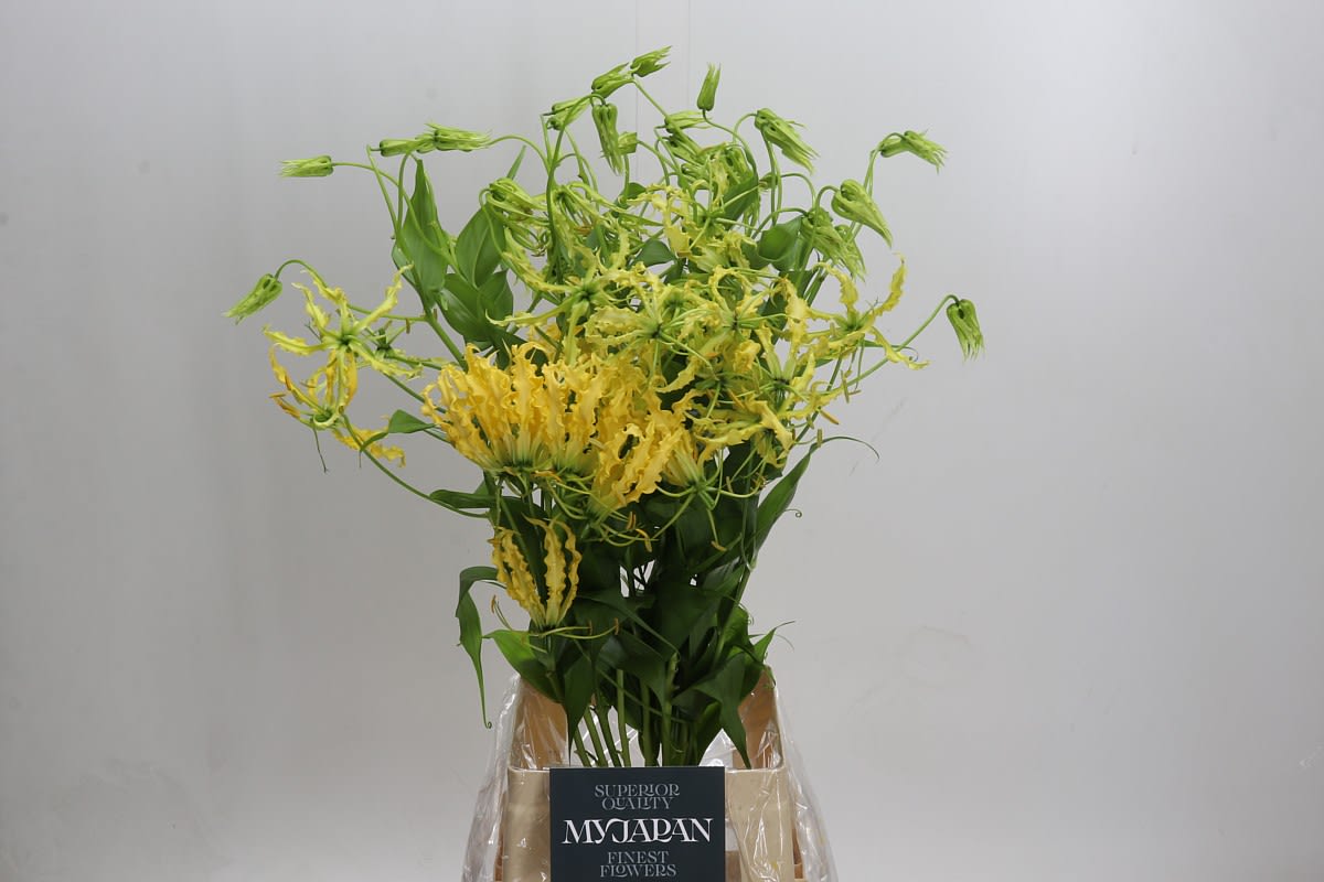 Срезанные цветы оптом Gloriosa lutea от 20шт. из Голландии с доставкой по России